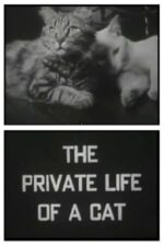 Movie The Private Life of a Cat