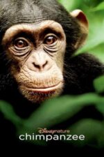 Movie Chimpanzee
