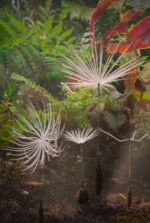 Dandelion’s Odyssey