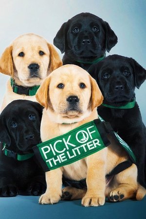 Pick of the Litter 2025 503257 w500 9TQQ6hq4igBLXKEuFE2woI3rRY | Readd — Find What to Watch Next